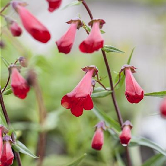 Penstemon 'Schoenholzeri'