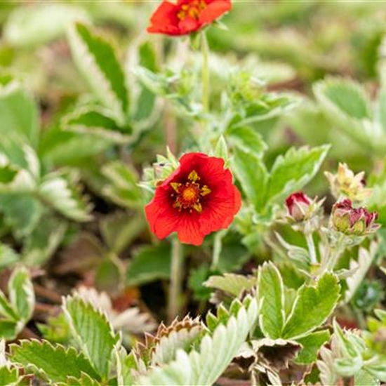 Potentilla atrosanguinea