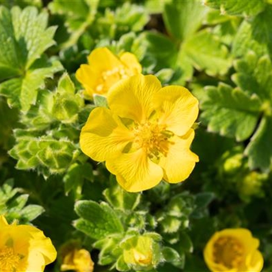 Potentilla megalantha