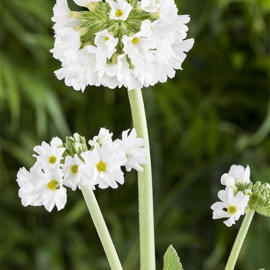 Primula denticulata 'Alba' Primula denticulata 'Alba'