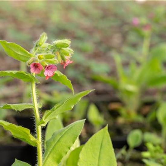Pulmonaria rubra 'Redstart' Pulmonaria rubra 'Redstart'