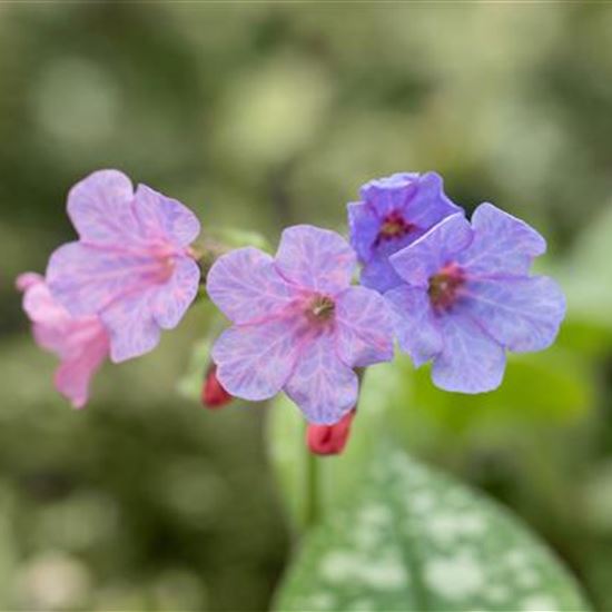 Pulmonaria saccharata 'Mrs Moon'