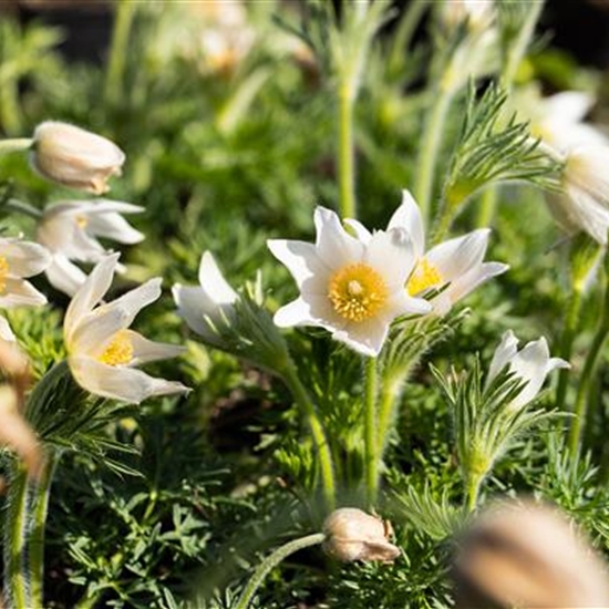 Pulsatilla vulgaris 'Alba' Pulsatilla vulgaris 'Alba'
