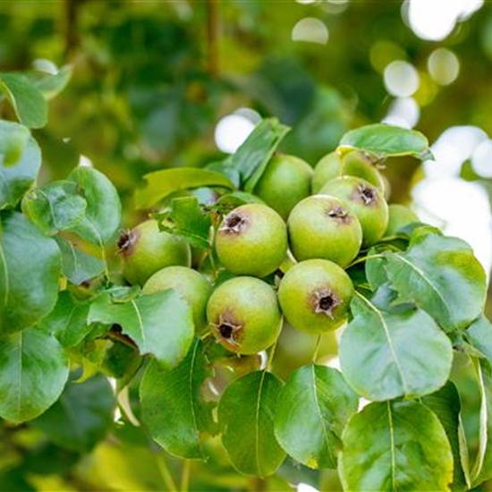 Pyrus communis 'Büschelibirne' Pyrus communis 'Büschelibirne'