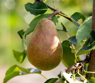 Pyrus communis 'Pastorenbirne' Pyrus communis 'Pastorenbirne'