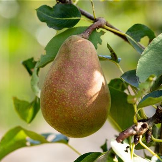 Pyrus communis 'Pastorenbirne' Pyrus communis 'Pastorenbirne'