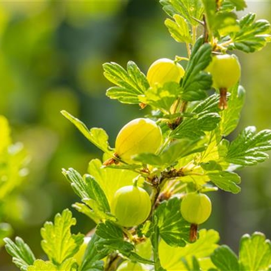 Ribes uva-crispa 'Hinnonmäki Gelb' Ribes uva-crispa 'Hinnonmäki Gelb'