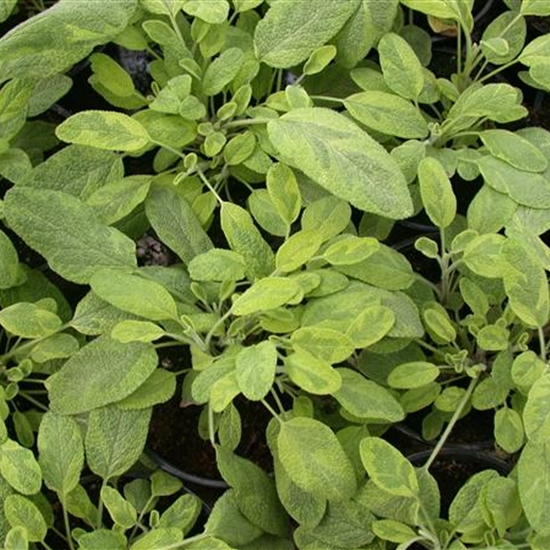 Salvia officinalis 'Icterina' Salvia officinalis 'Icterina'