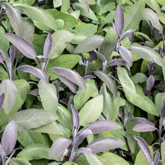 Salvia officinalis 'Purpurascens'