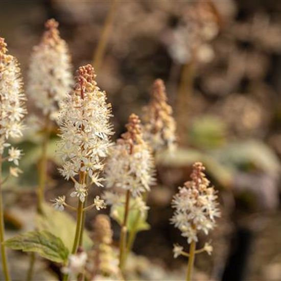 Tiarella wherryi