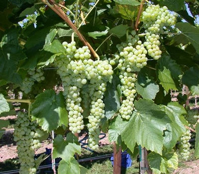 Vitis vinifera 'Birstaler Muskat'