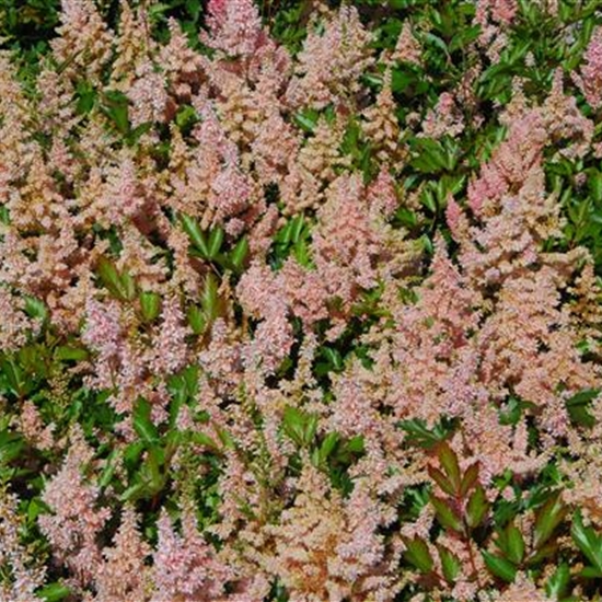 Astilbe 'Younique Salmon' Astilbe 'Younique Salmon'