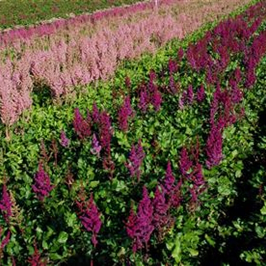Astilbe 'Younique Carmine' Astilbe 'Younique Carmine'