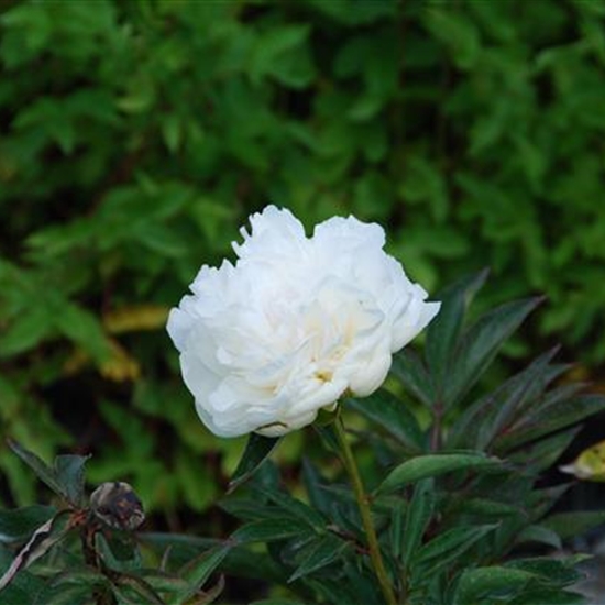 Paeonia (Lactiflora-Gruppe) 'Festiva Maxima' Paeonia (Lactiflora-Gruppe) 'Festiva Maxima'
