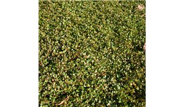 Gartenpflanzen Daepp