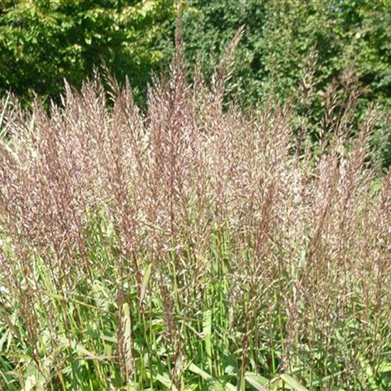 Spodiopogon sibiricus 'West Lake'