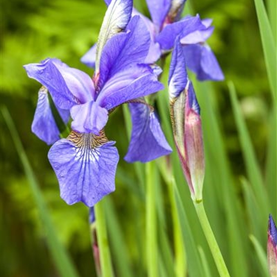 Iris sibirica 'Caesar's Brother'