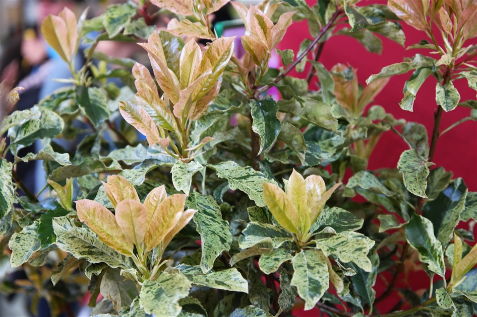 Photinia serratifolia 'Pink Crispy', Glanzmispel - Gartenpflanzen Daepp