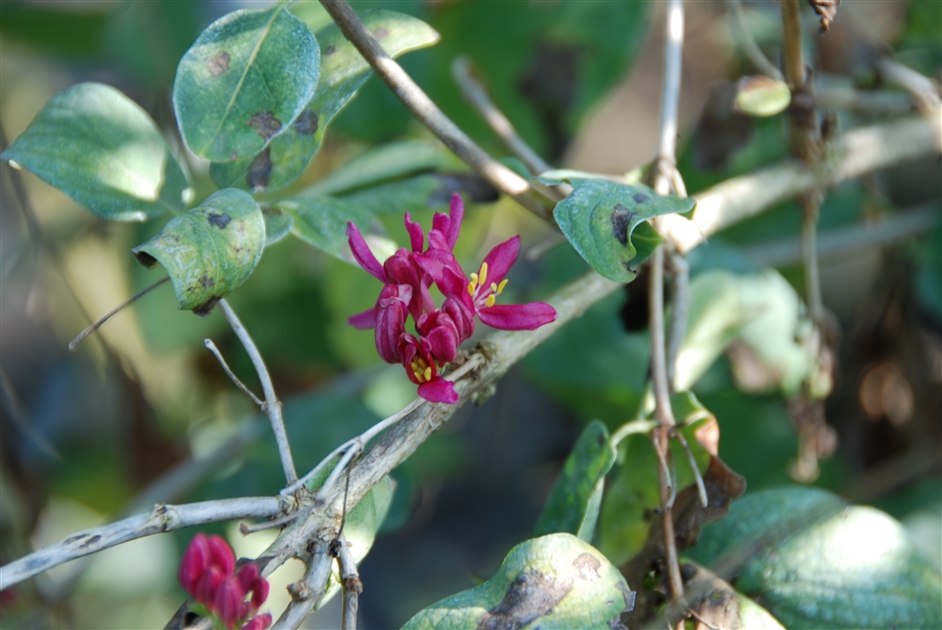 Lonicera tatarica 'Hack's Red', Tatarische Heckenkirsche - Gartenpflanzen  Daepp