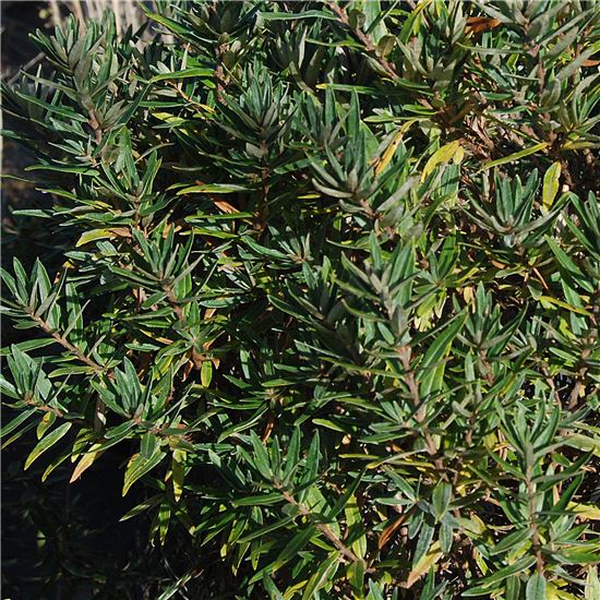 Hippophae rhamnoides 'Hikul' Hippophae rhamnoides 'Hikul'