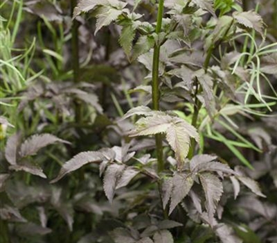 Sambucus nigra 'Black Tower'