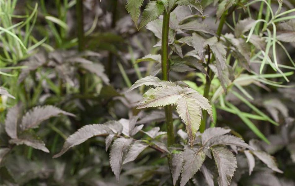 Sambucus nigra 'Black Tower'