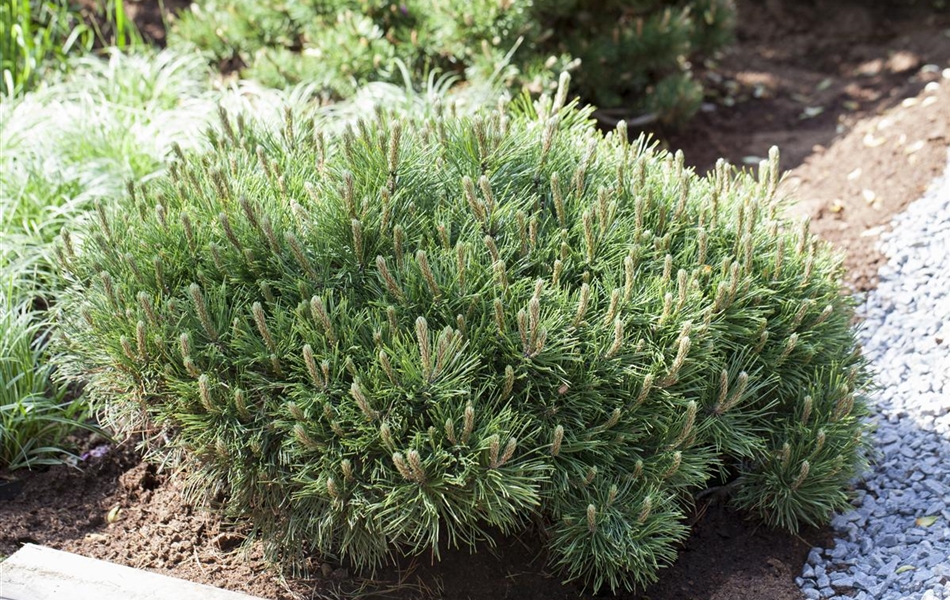 Pinus mugo var. pumilio Pinus mugo var. pumilio