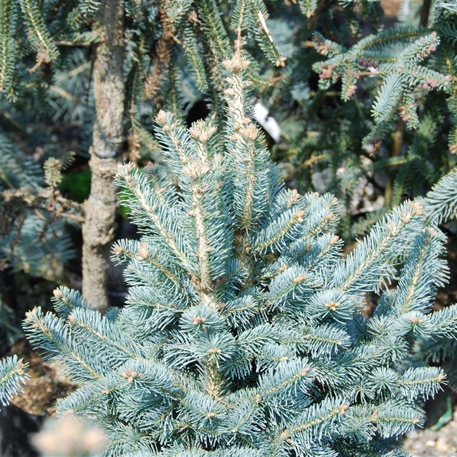Abies lasiocarpa 'Compacta' Abies lasiocarpa 'Compacta'