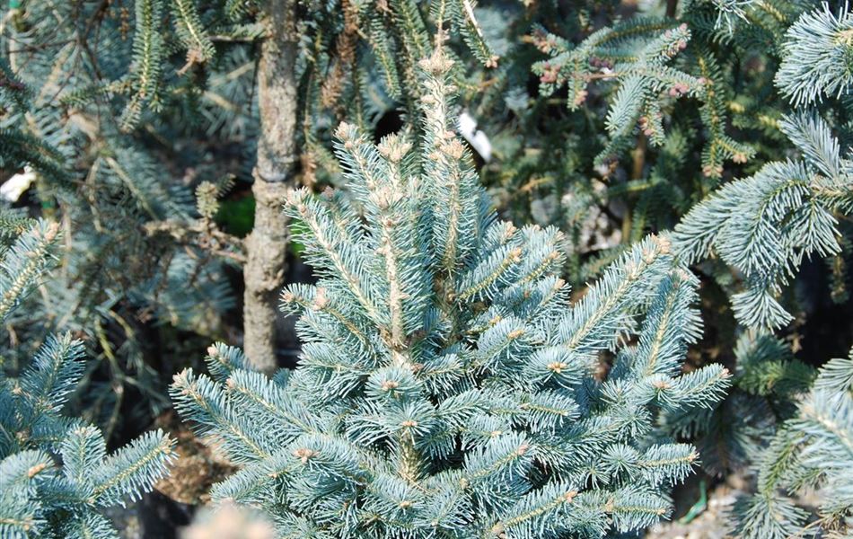 Abies lasiocarpa 'Compacta' Abies lasiocarpa 'Compacta'