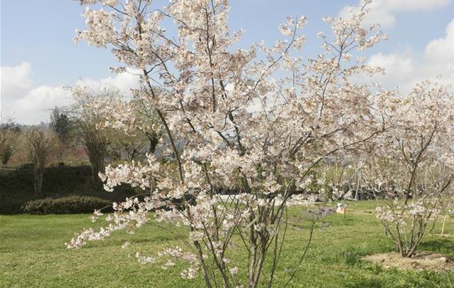 _4090394.JPG _4090394.JPG