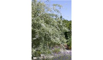 Gartenpflanzen Daepp
