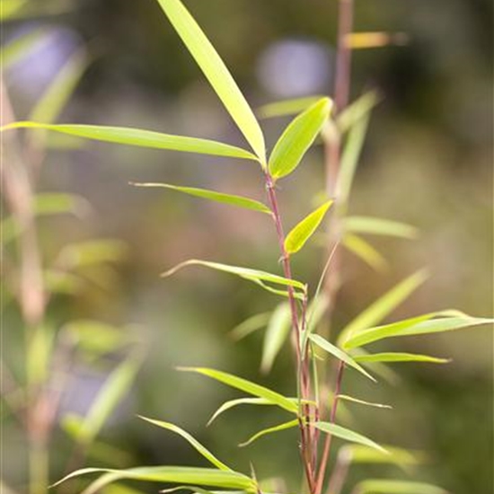 Fargesia robusta 'Campbell' Fargesia robusta 'Campbell'