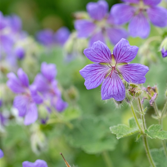 Geranium 'Philippe Vapelle'