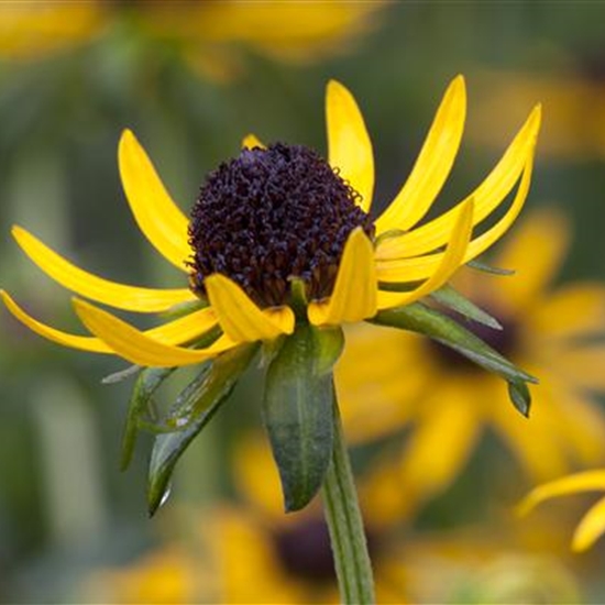 Rudbeckia fulgida 'Little Goldstar' Rudbeckia fulgida 'Little Goldstar'