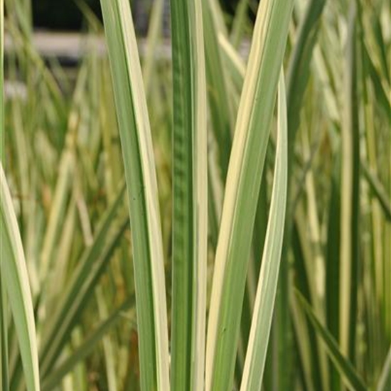 Acorus calamus 'Variegatus' Acorus calamus 'Variegatus'
