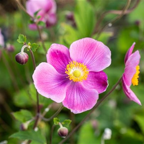 Anemone hupehensis 'Splendens' Anemone hupehensis 'Splendens'
