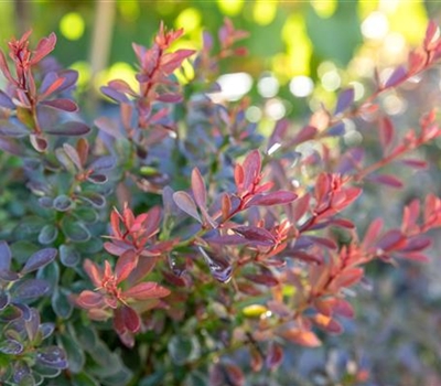 Berberis thunbergii 'Bagatelle'
