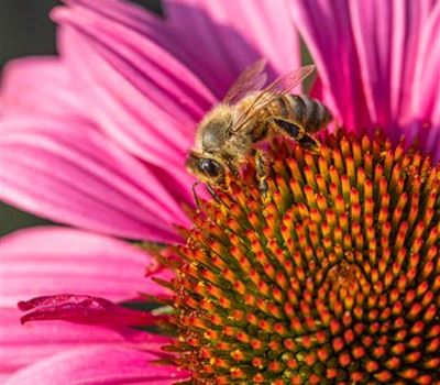Echinacea purpurea 'Fatal Attraction'