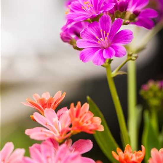 Lewisia 'Sunset Hybrids' Lewisia 'Sunset Hybrids'
