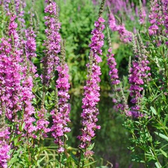 Lythrum salicaria 'Lady Sackville'