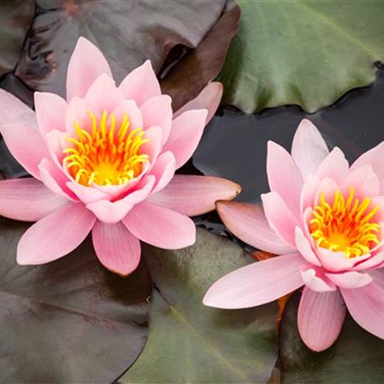 Nymphaea 'Berthold' Nymphaea 'Berthold'
