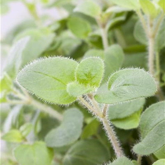 Origanum vulgare 'Hot Spicy' Origanum vulgare 'Hot Spicy'