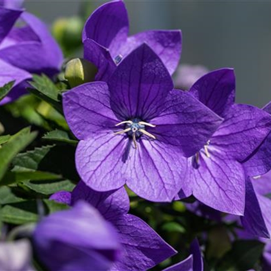 Platycodon grandiflorus 'Astra Blue'