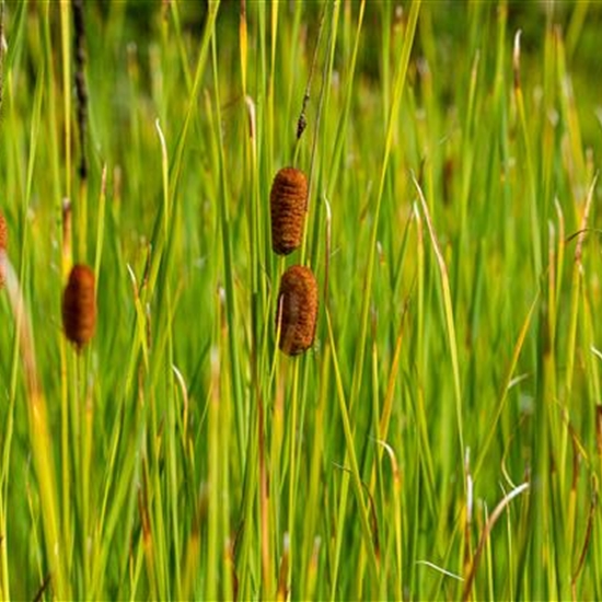 Typha laxmannii Typha laxmannii