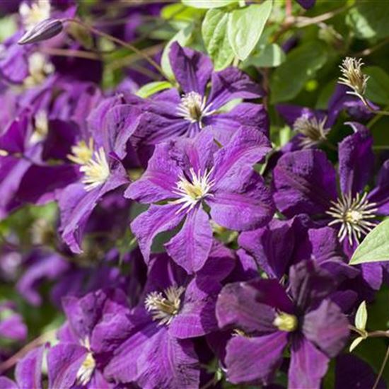 Clematis (Viticella-Gruppe) 'Etoile Violette'