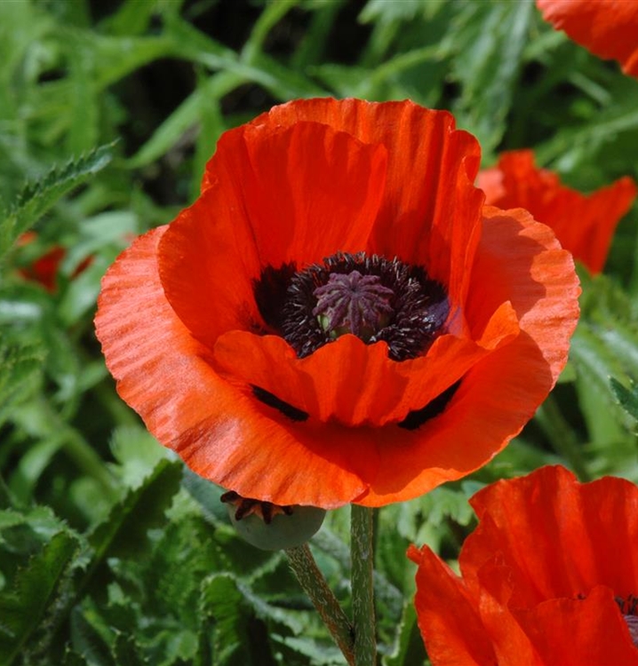 Türkischer Mohn
