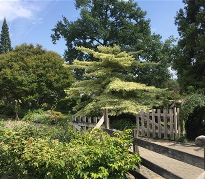 Cornus controversa 'Variegata'