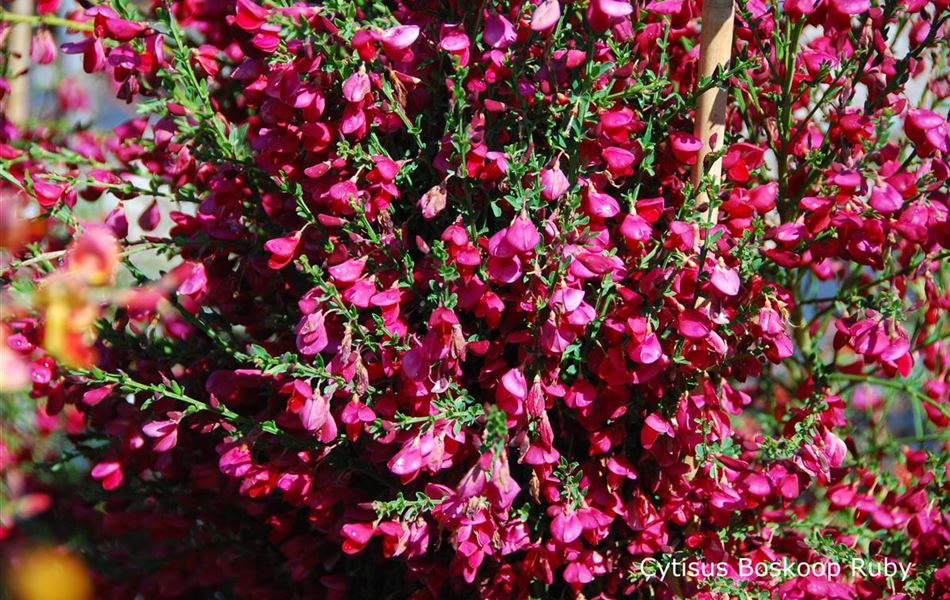 Cytisus (Scoparius-Gruppe) 'Boskoop Ruby' Cytisus (Scoparius-Gruppe) 'Boskoop Ruby'