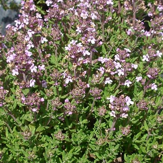 Thymus vulgaris 'Compactus'