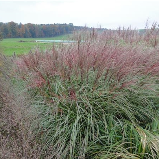 Miscanthus sinensis 'Krater' Miscanthus sinensis 'Krater'